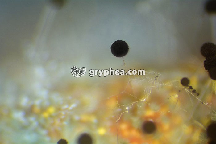 Mucor - Sporogone isolé et mycélium - gryphea.com